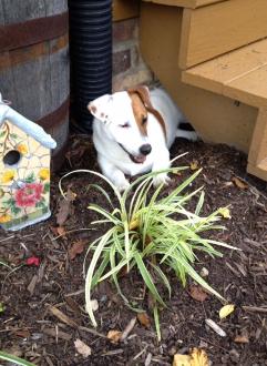 Jack Russell under stairs laying on mulch