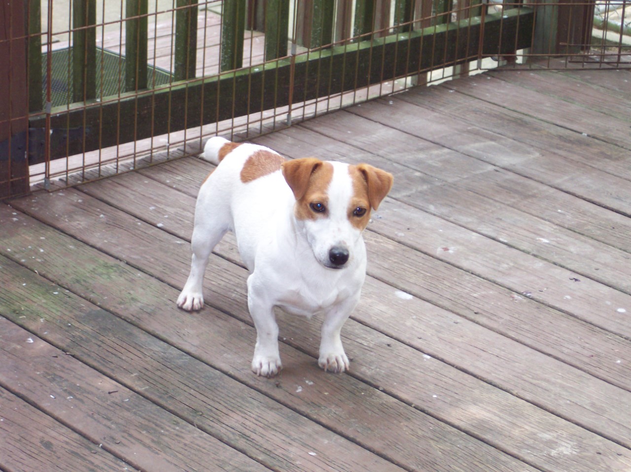 Picture of Fletcher on wood floor with wood and metal fence in background