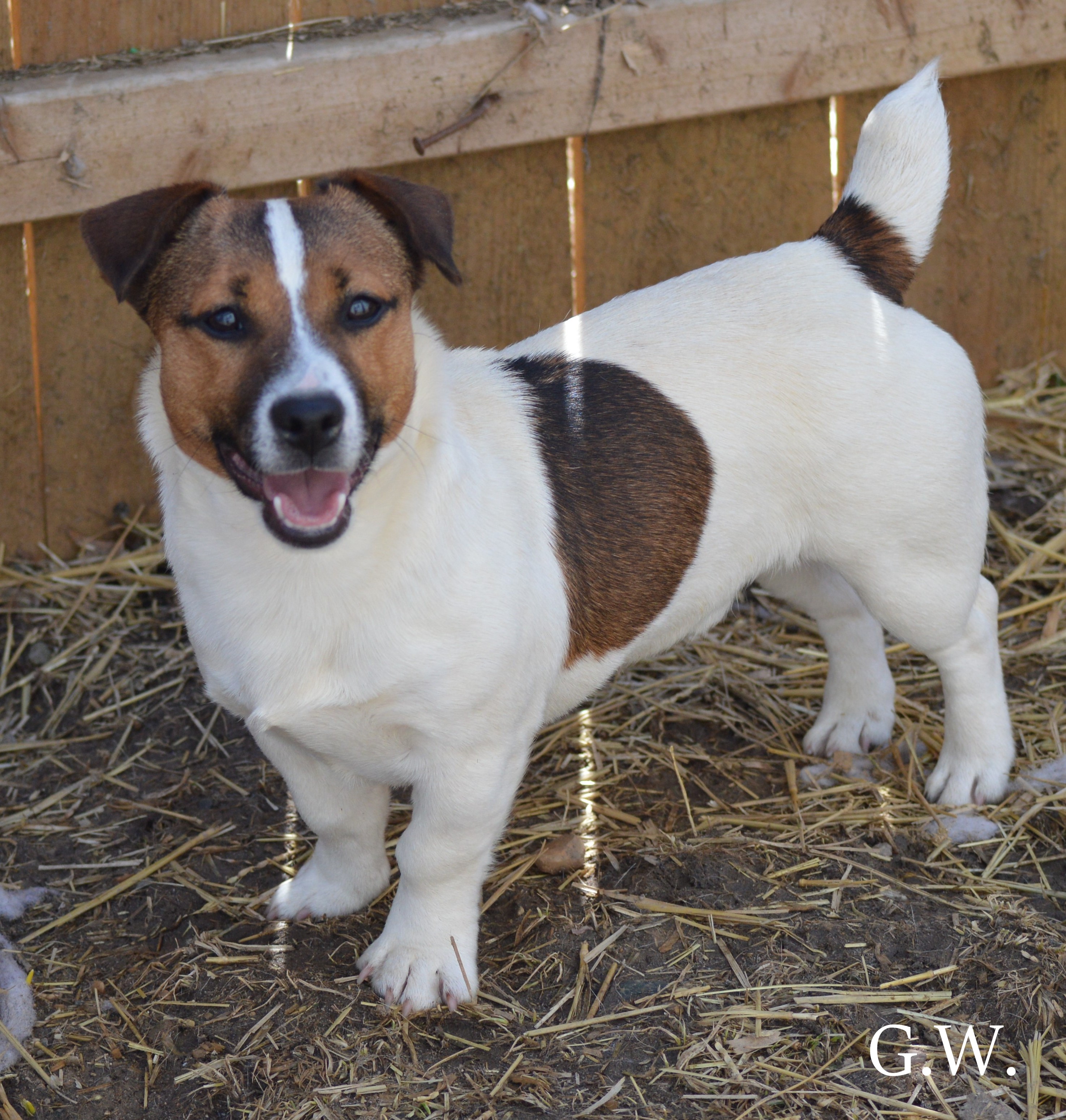 G.W. on dirt and straw covered ground with wood fence in background